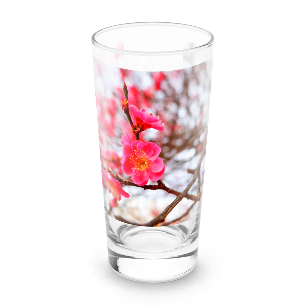 dandelionの紅梅 Long Sized Water Glass :front