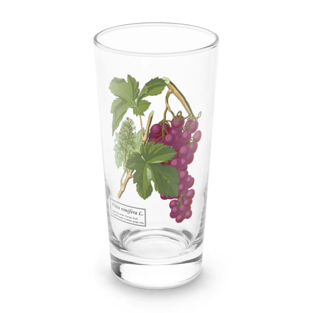 たくみのグッズショップのヨーロッパブドウ（Vitis vinifera） Long Sized Water Glass :front