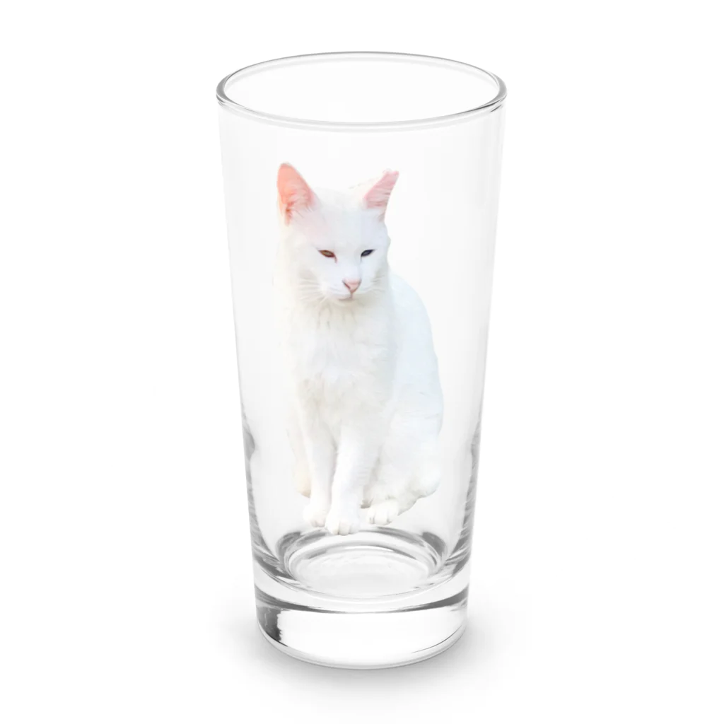 コマタヒチの【オッドアイ】半目の白猫 ロンググラス前面