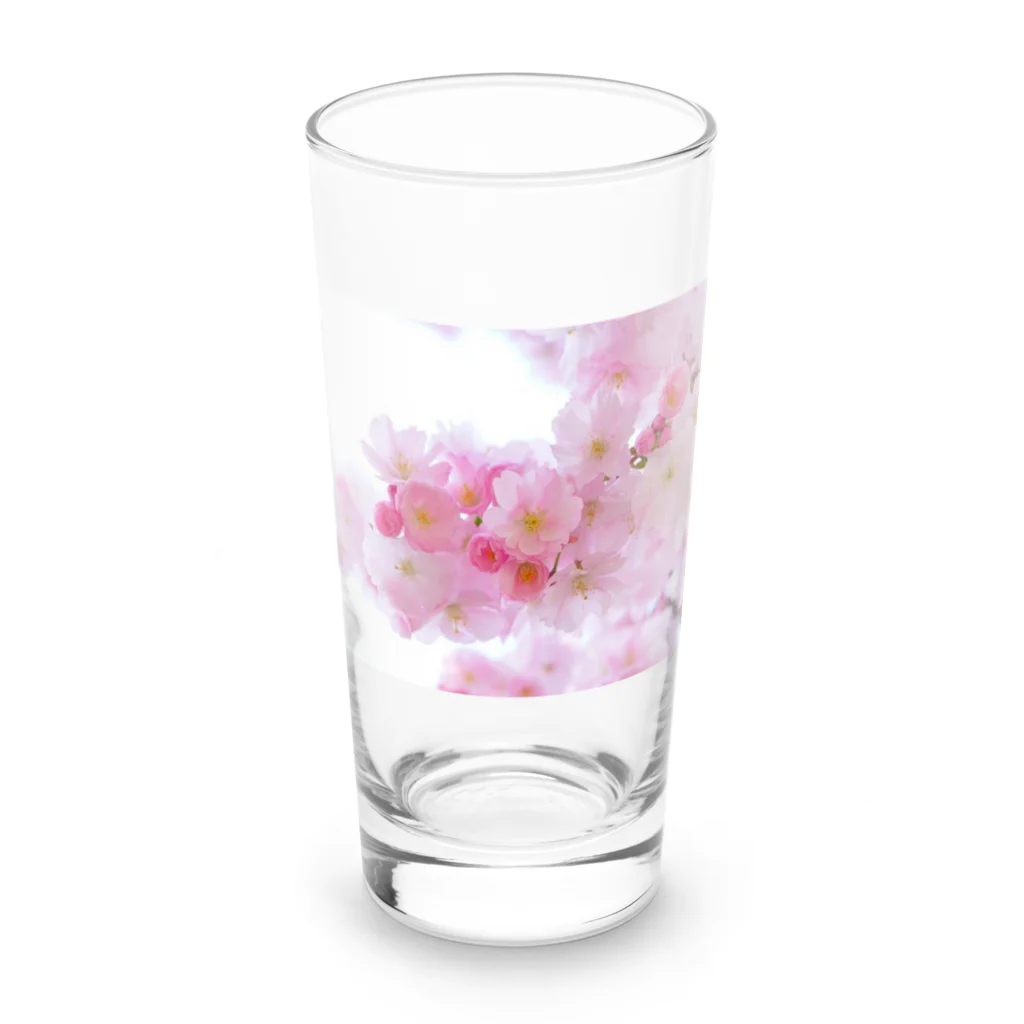 SHIMIZUの桜 Long Sized Water Glass :front