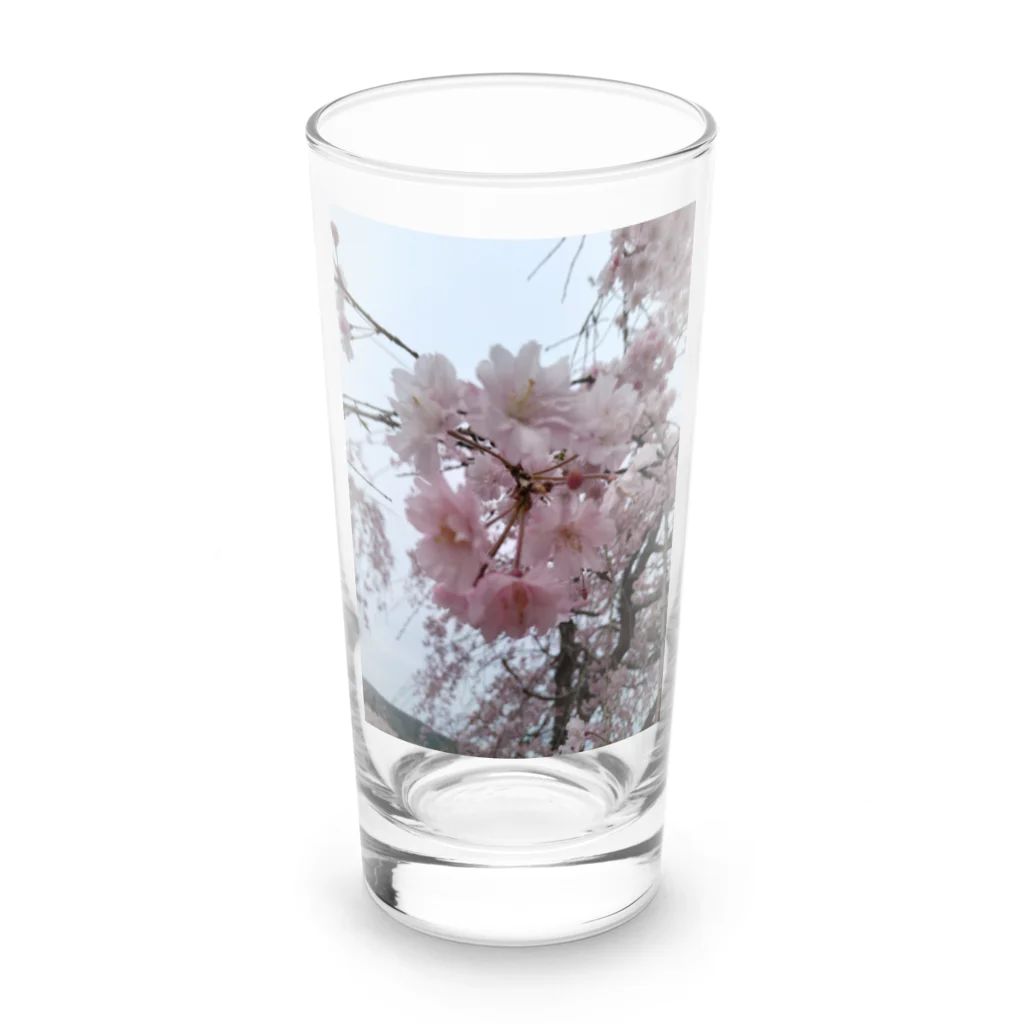 umejirouのさくら満開 Long Sized Water Glass :front