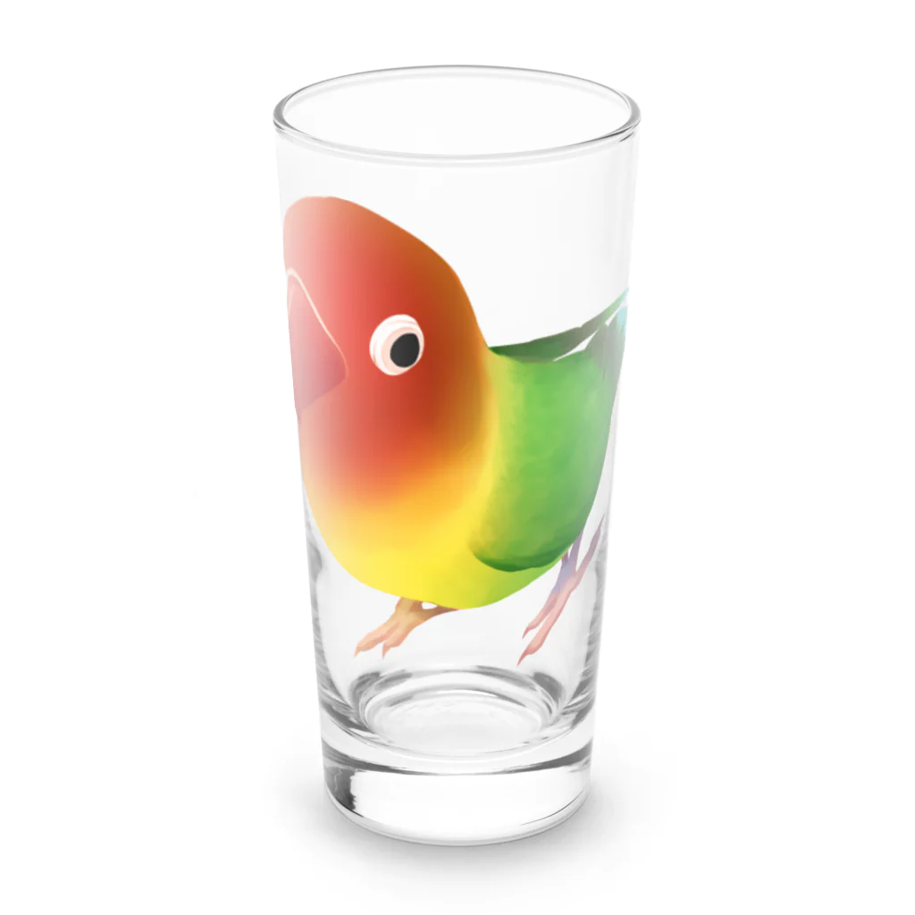 まめるりはことりのボタンインコ　おすましルリゴシボタンインコ【まめるりはことり】 Long Sized Water Glass :front