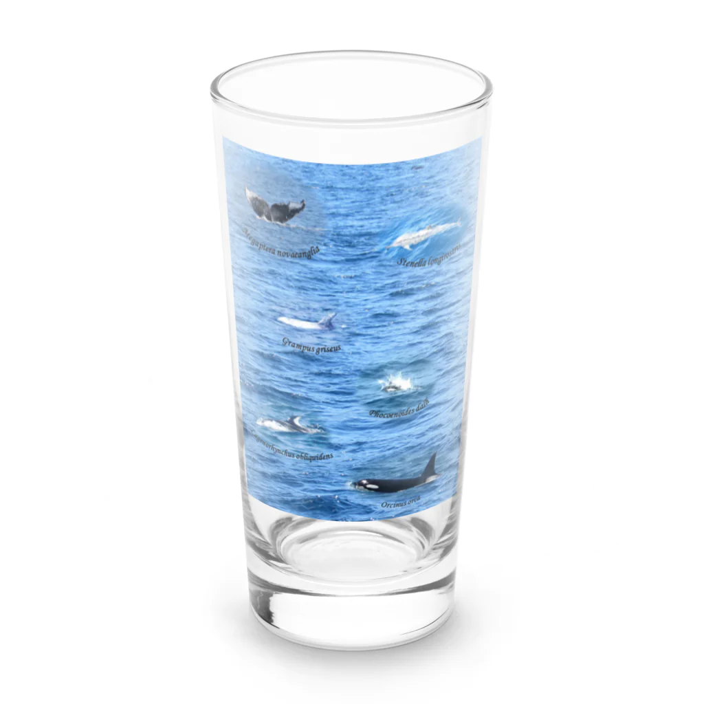 L_arctoaの船上から見た鯨類(1) Long Sized Water Glass :front