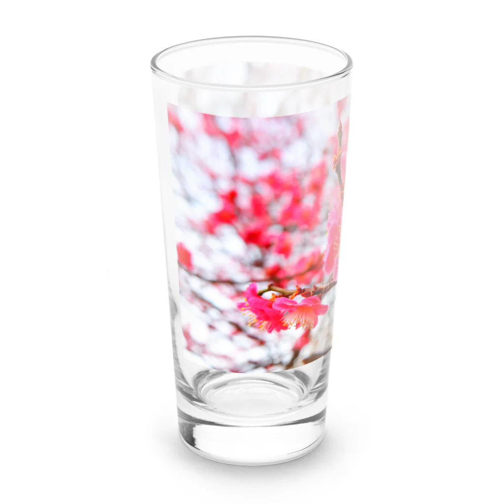dandelionの紅梅 Long Sized Water Glass :left