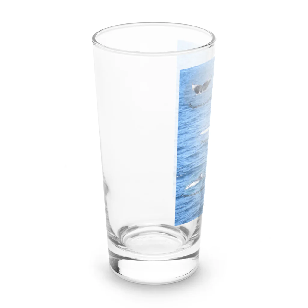 L_arctoaの船上から見た鯨類(1) Long Sized Water Glass :left