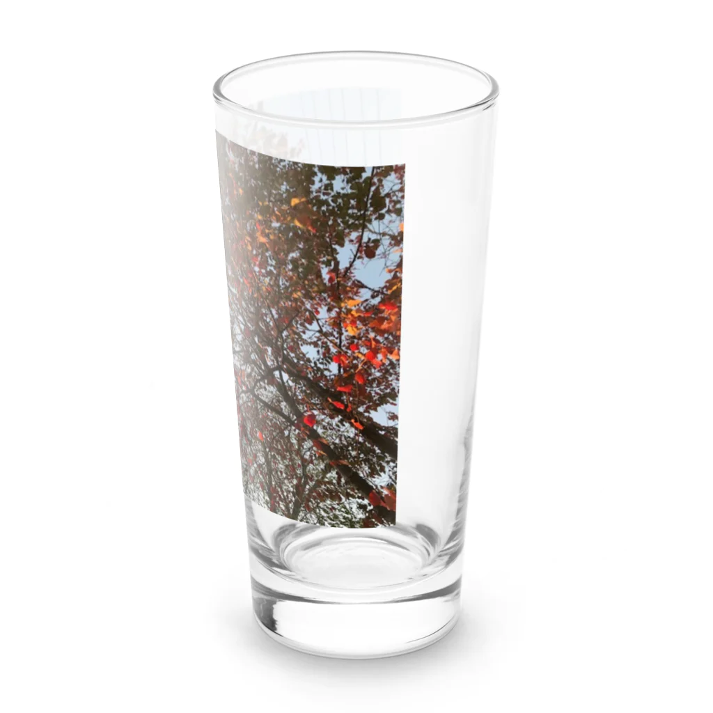 空屋　sorayakusakaの201910181619002　桜の紅葉 Long Sized Water Glass :right