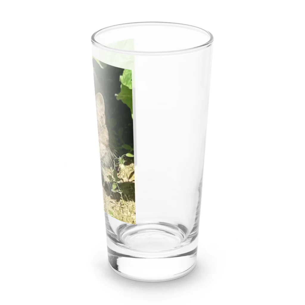 くまくま農園の野生の雉虎 Long Sized Water Glass :right