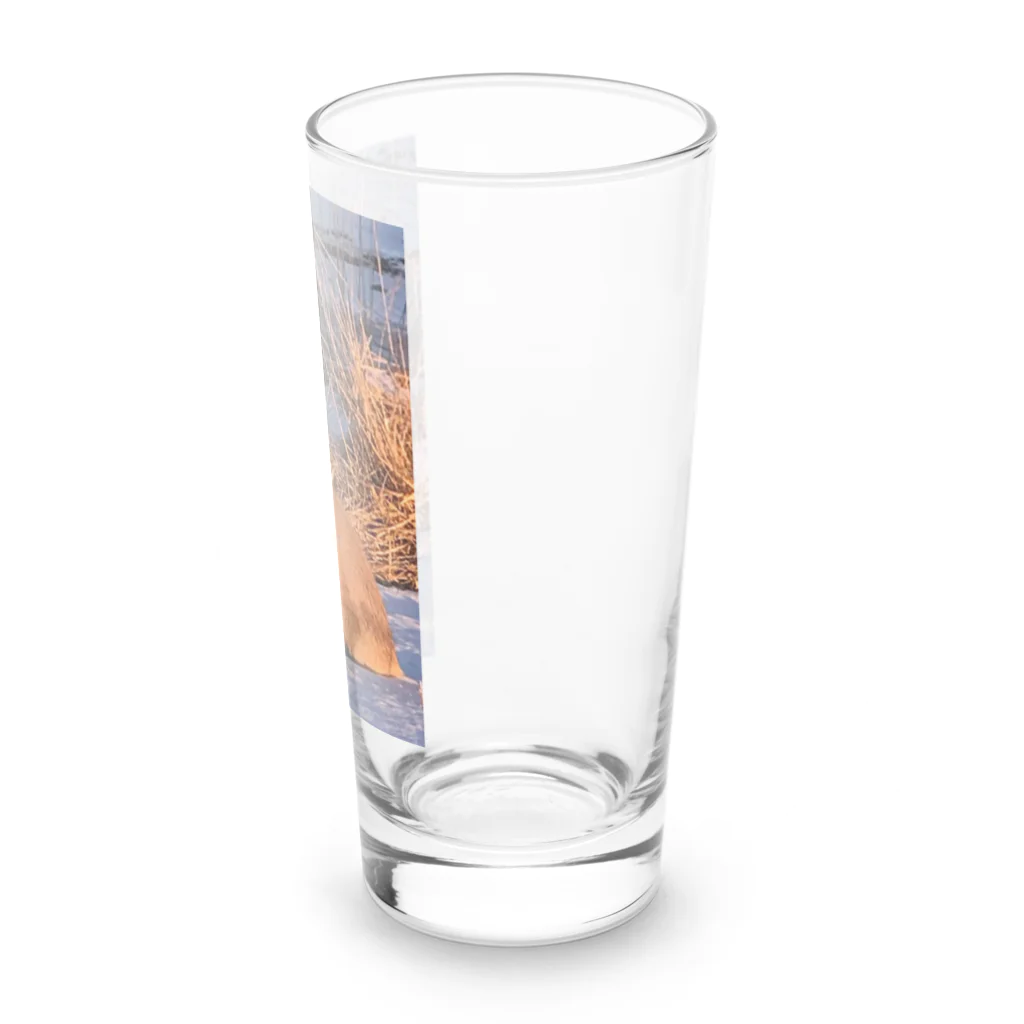 空屋　sorayakusakaの202201010715000　朝日の中のキタキツネ Long Sized Water Glass :right