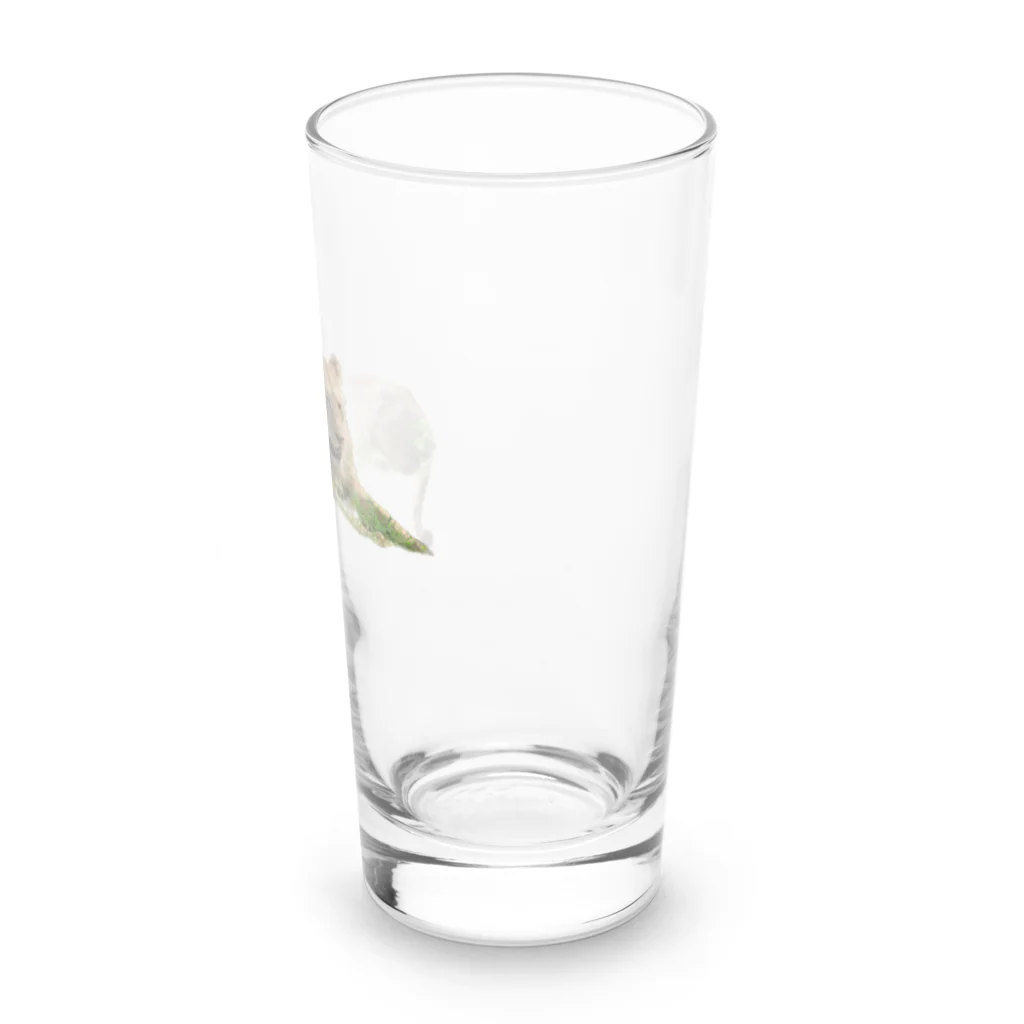 mayura_photoの若いオスライオン Long Sized Water Glass :right