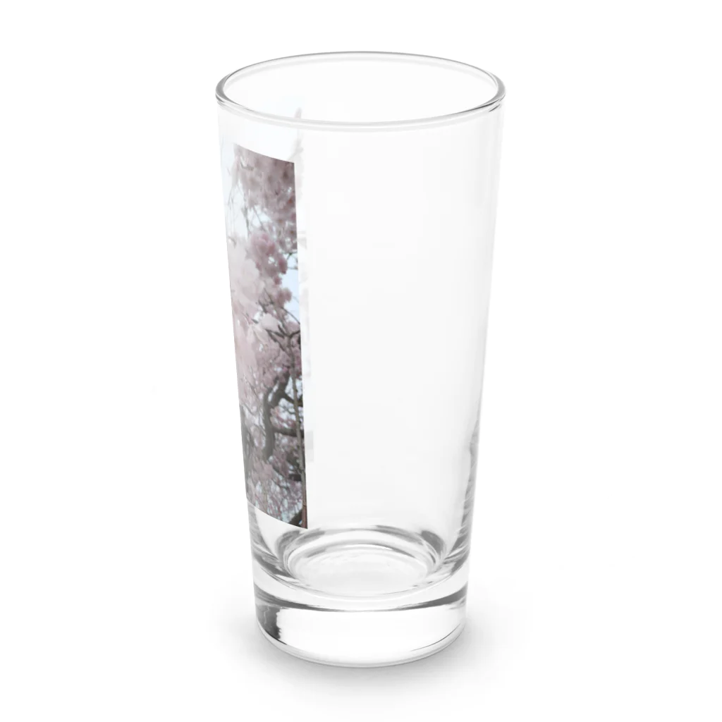 umejirouのさくら満開 Long Sized Water Glass :right