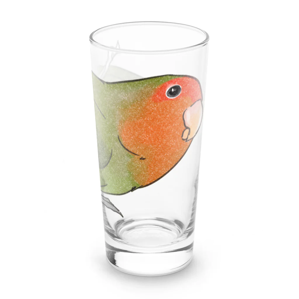 まめるりはことりのおすましコザクラインコ　きなこちゃん【まめるりはことり】 Long Sized Water Glass :right