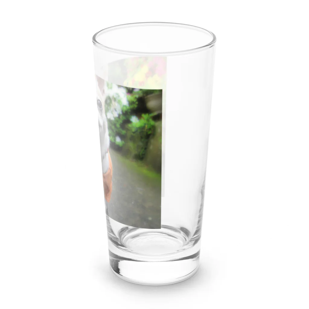 akane_art（茜音工房）のカラフルチワワ（フラワー） Long Sized Water Glass :right