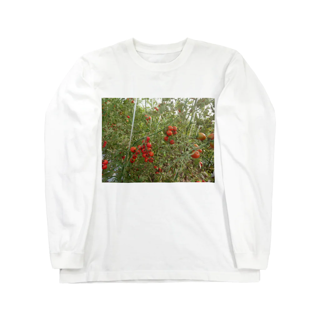 Masakiのミニトマト収穫前 Long Sleeve T-Shirt