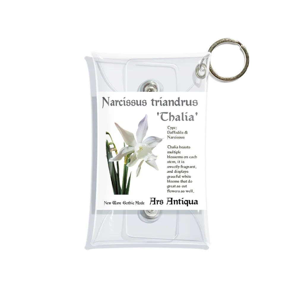 Ars AntiquaのNarucissus Triandrus 'Thalia' 1  ミニクリアマルチケース