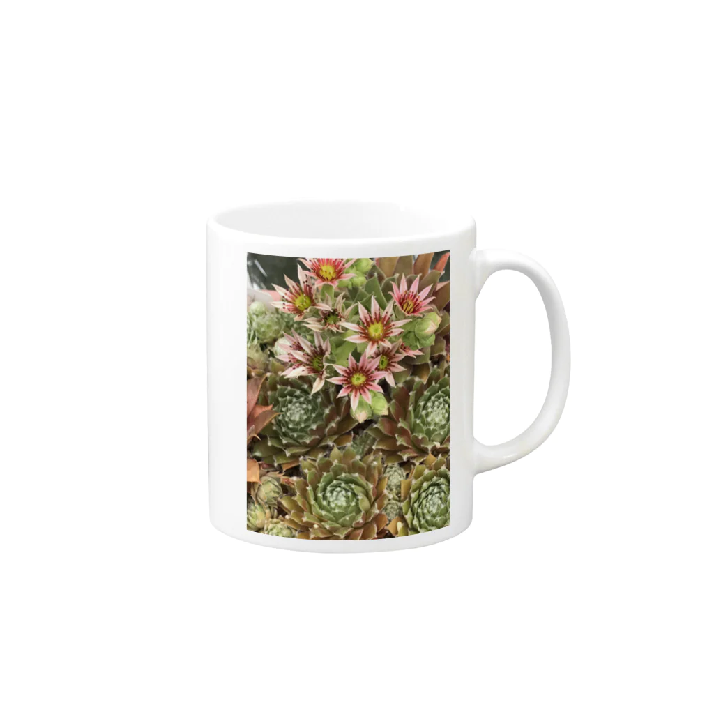 シアン猫の植物図鑑のセンペルビュームのお花 Mug :right side of the handle