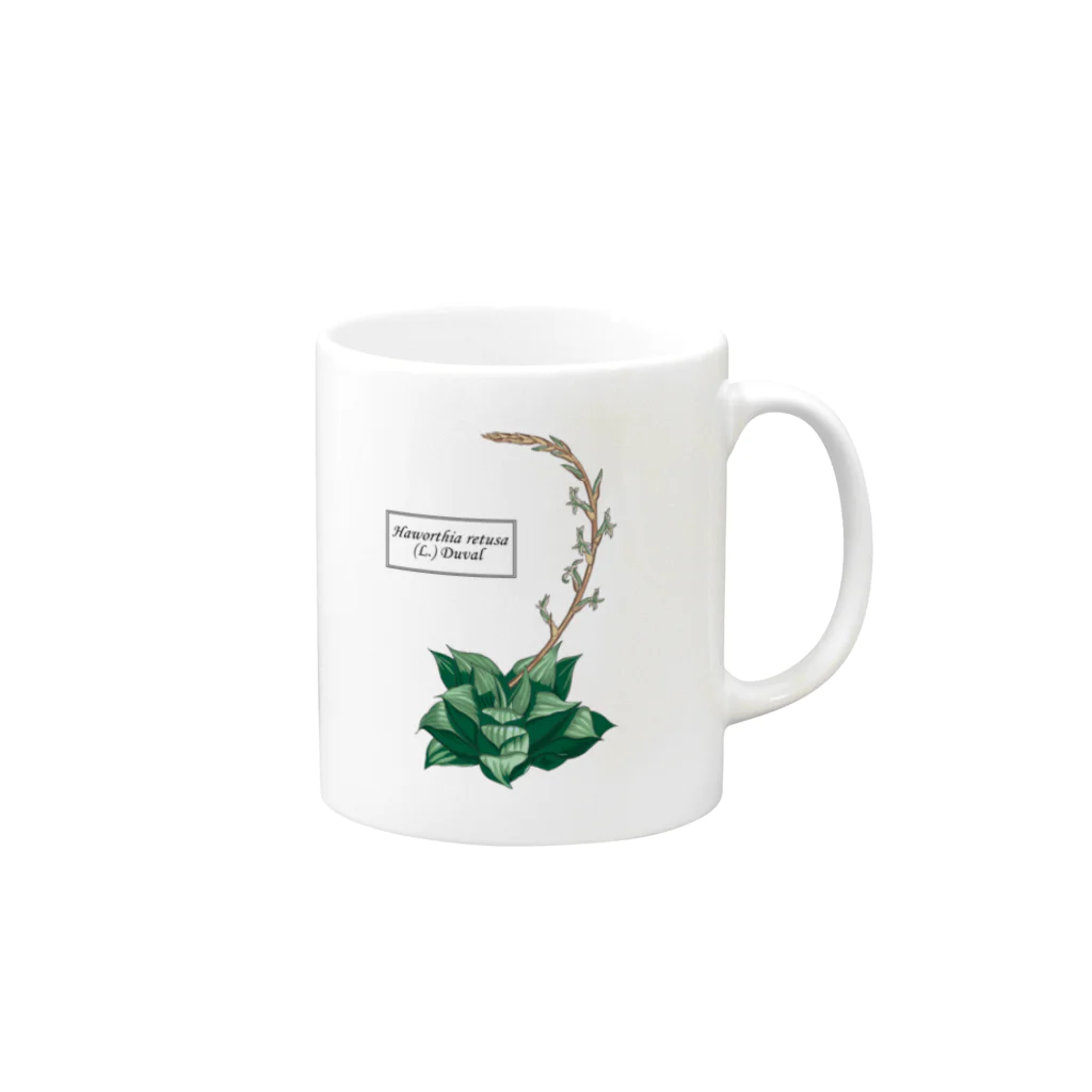 たくみのグッズショップのハオルチア レツーサ （Haworthia retusa） Mug :right side of the handle