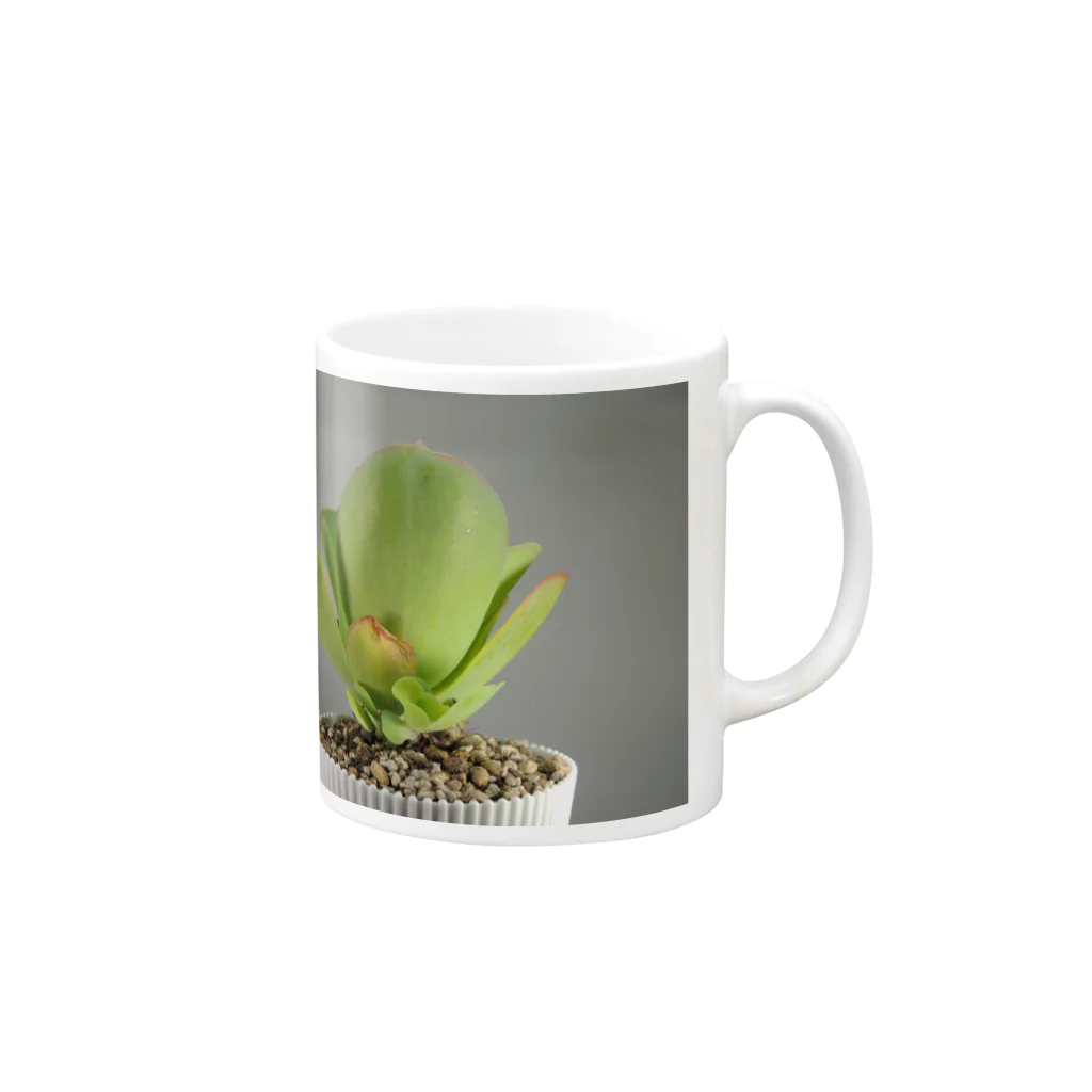 TANIKUDO by DJ.Plugmaticsの多肉植物A Mug :right side of the handle