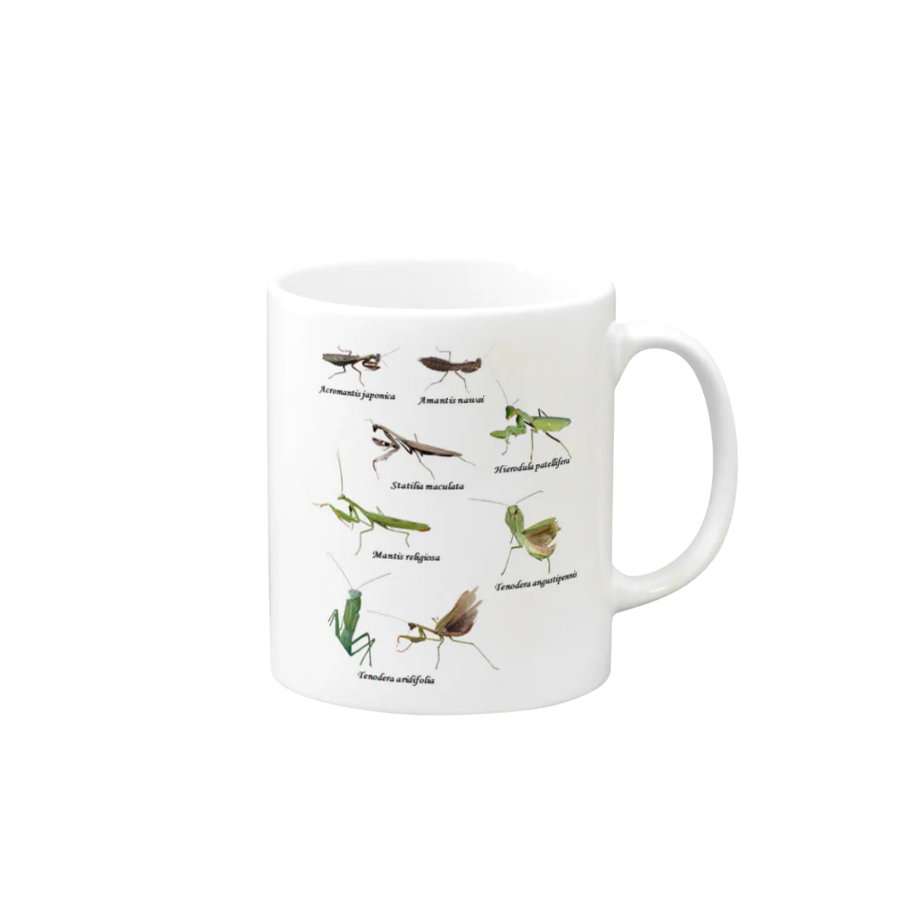 L_arctoaの関東のカマキリ（旧学名・非推奨）（背景白色ver） Mug :right side of the handle