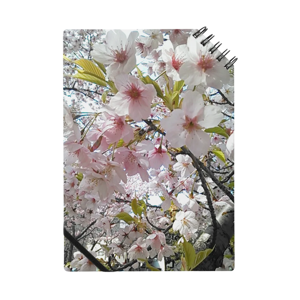 花色七色の桜前線 ノート