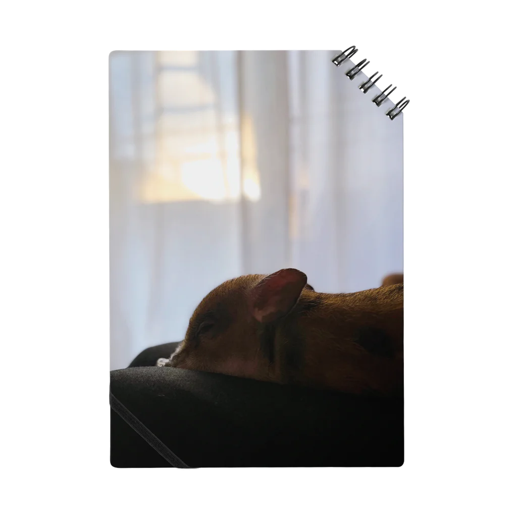マイクロブタのフィグの横顔と夕陽 Notebook