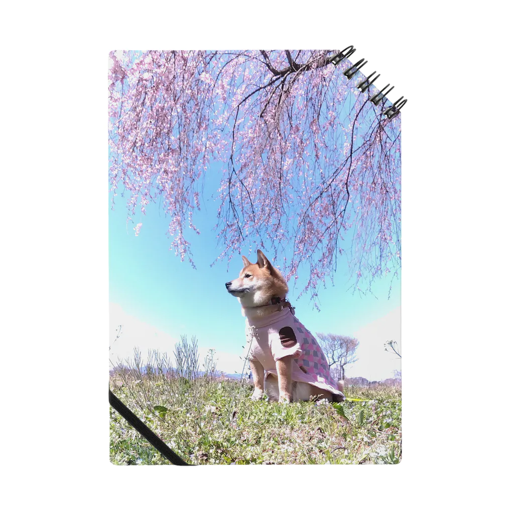 柴犬グッズ専門店 あられ堂の柴犬　桜シリーズ　満開の桜002 Notebook