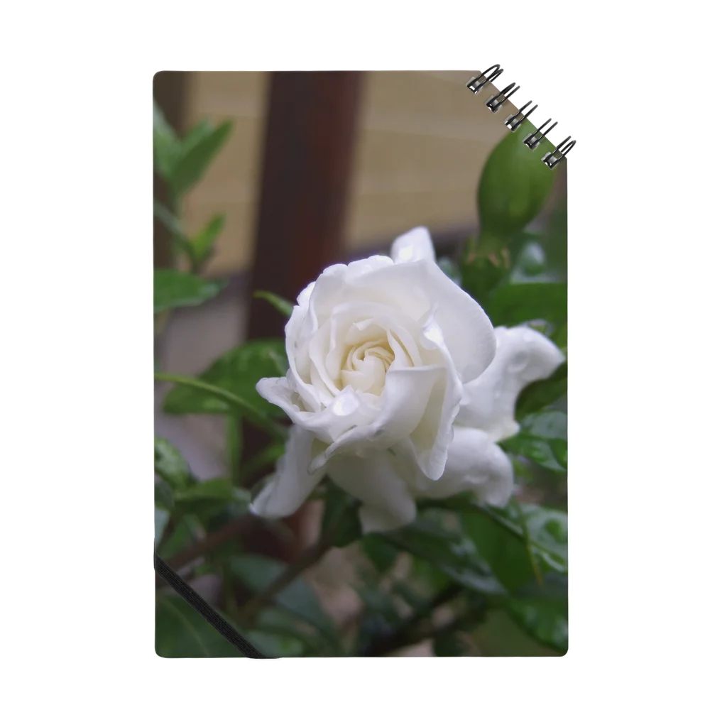みっちゃんのクチナシの花のつぼみ Notebook