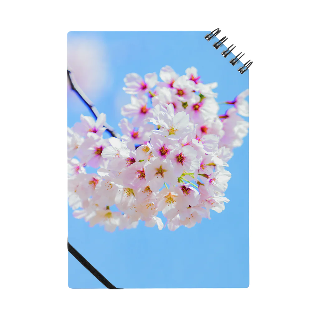 たまむら ひであきの桜その2 Notebook