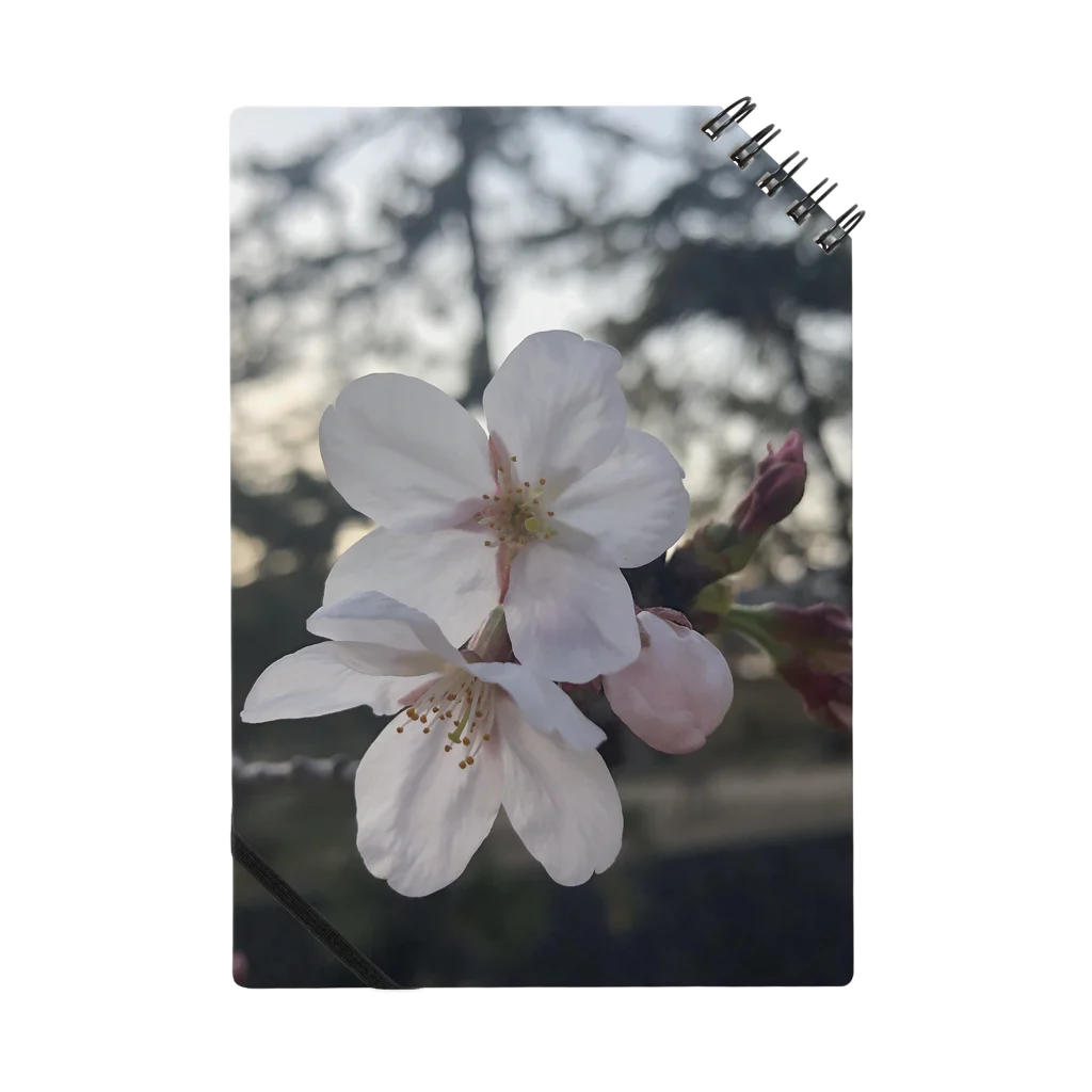 skr__sakuraの桜 ノート