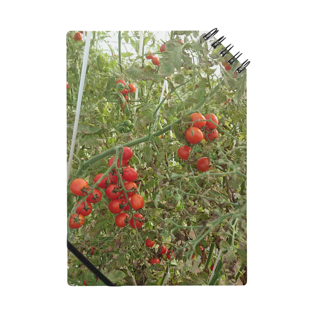 Masakiのミニトマト収穫前 ノート
