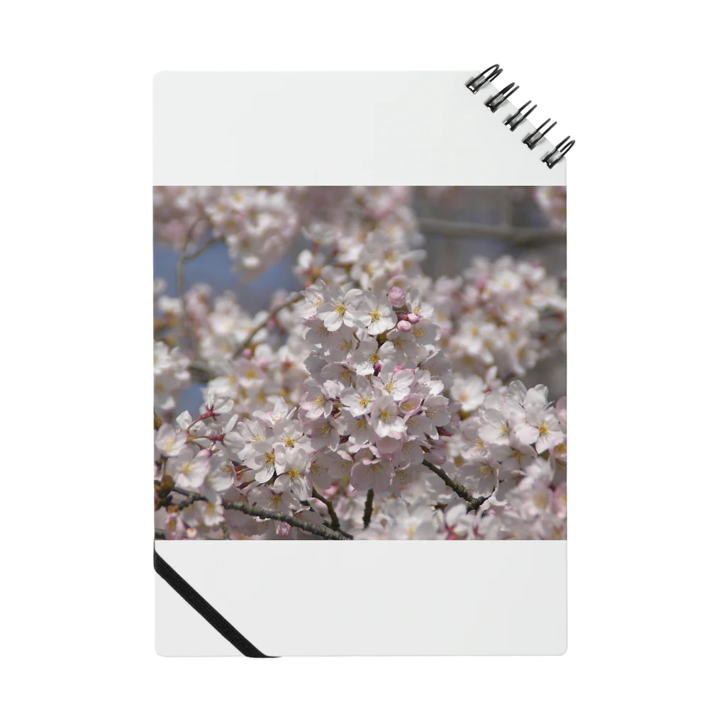 hiroki-naraのサクラ　光景　sight0052　桜　2015_008 ノート