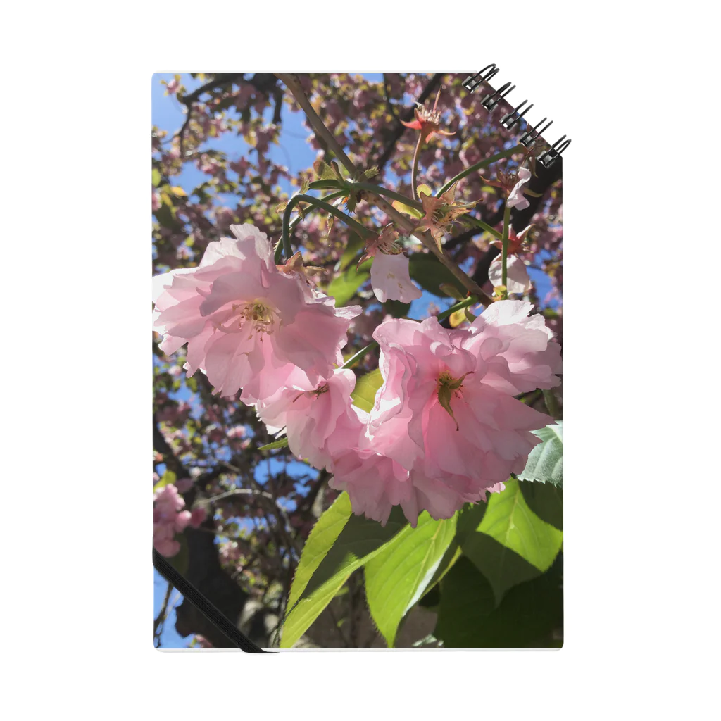 Jodlerin Sakura Kitagawa und die Edelweißmusikantenの花は咲く  2020  花シリーズ1 Notebook