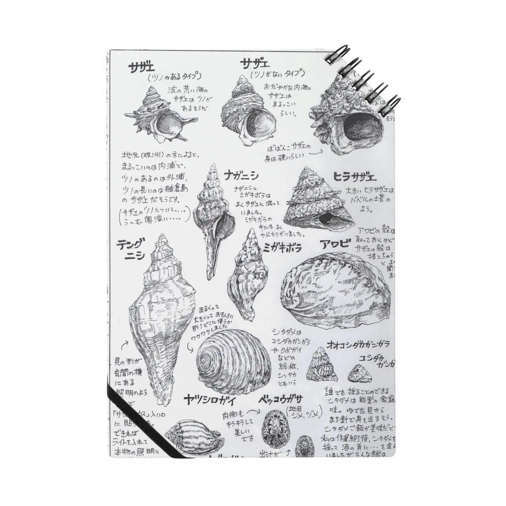 海島 の貝殻図鑑 ノート