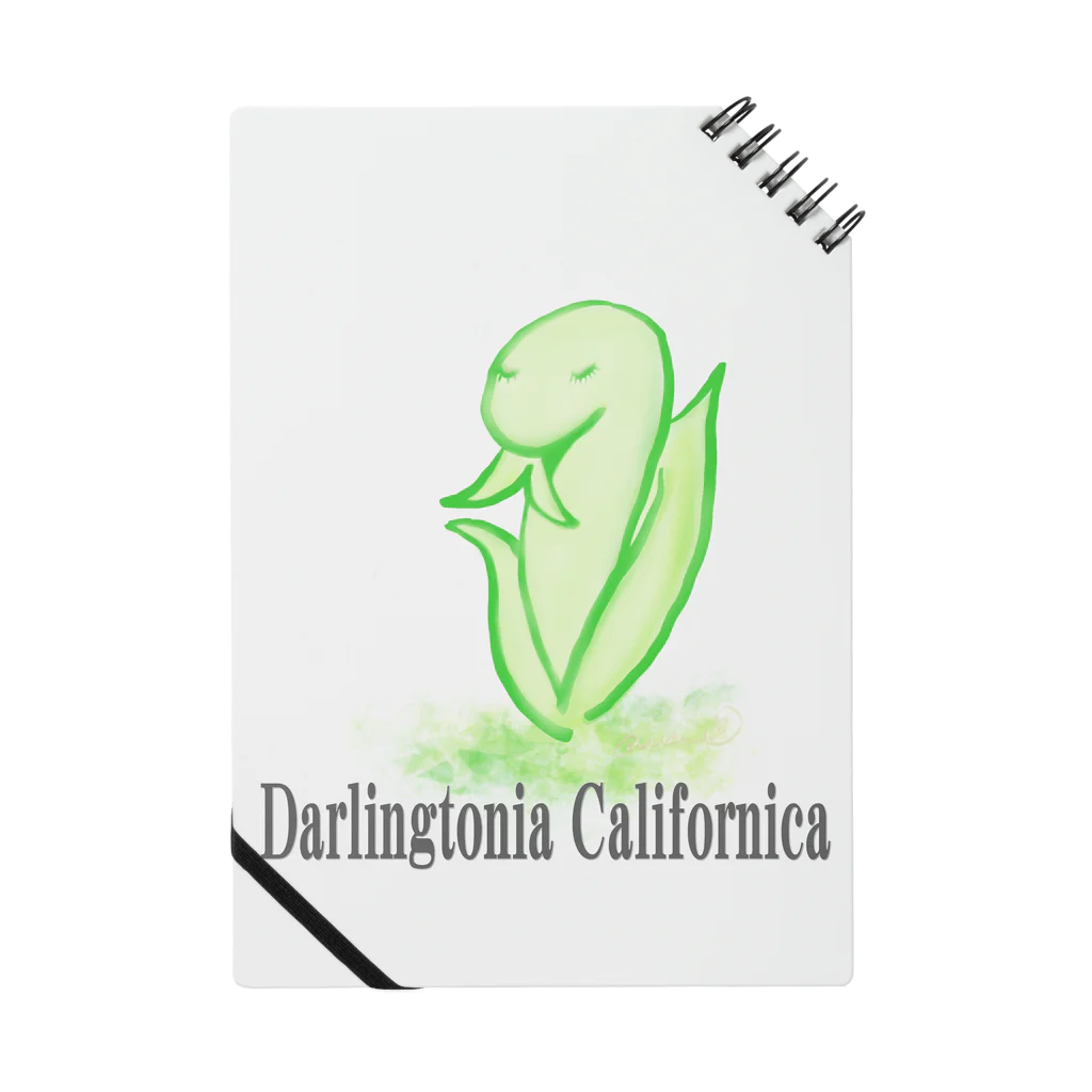 天使のやすらぎのDarlingtonia Californica ノート