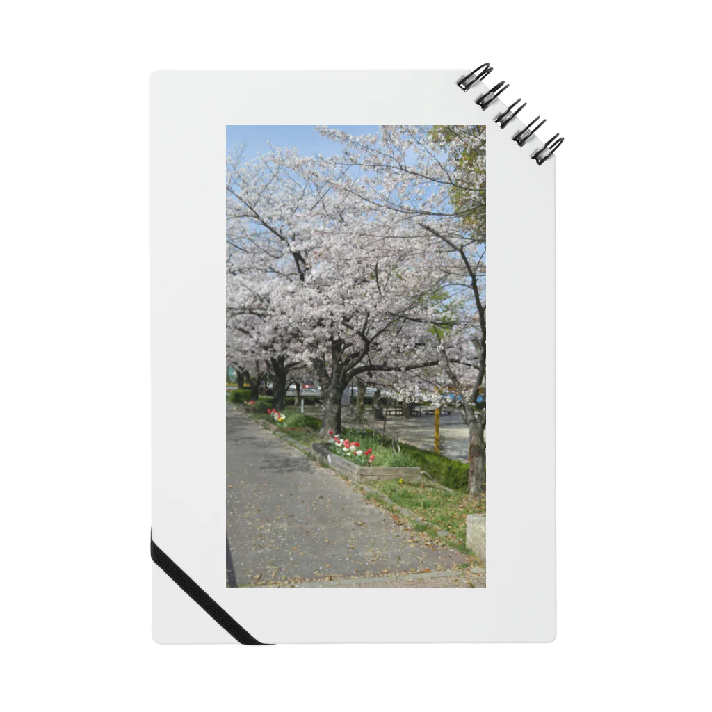 kurouのいまさら桜 ノート