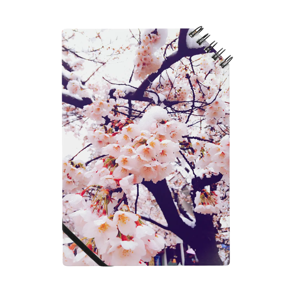 アルチンボルディ社の雪桜１ Notebook