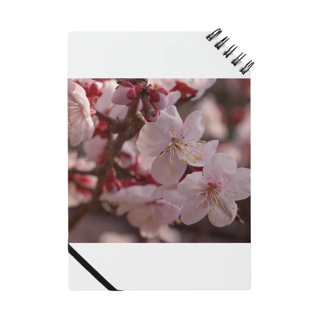 hiroki-naraの梅　ウメ　Japanese　apricot DATA_P_155　春　spring ノート