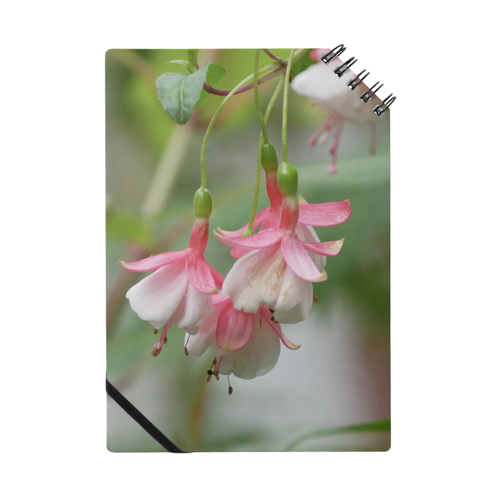 花染めの箱庭のフクシア“ペパーミント・キャンディ” Notebook