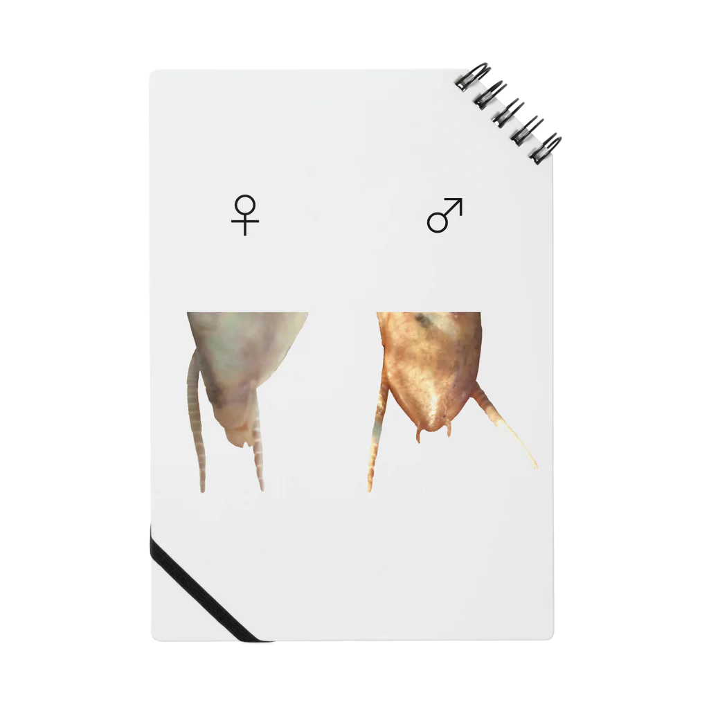 L_arctoaのカマキリの雌雄（背景透過ver） Notebook