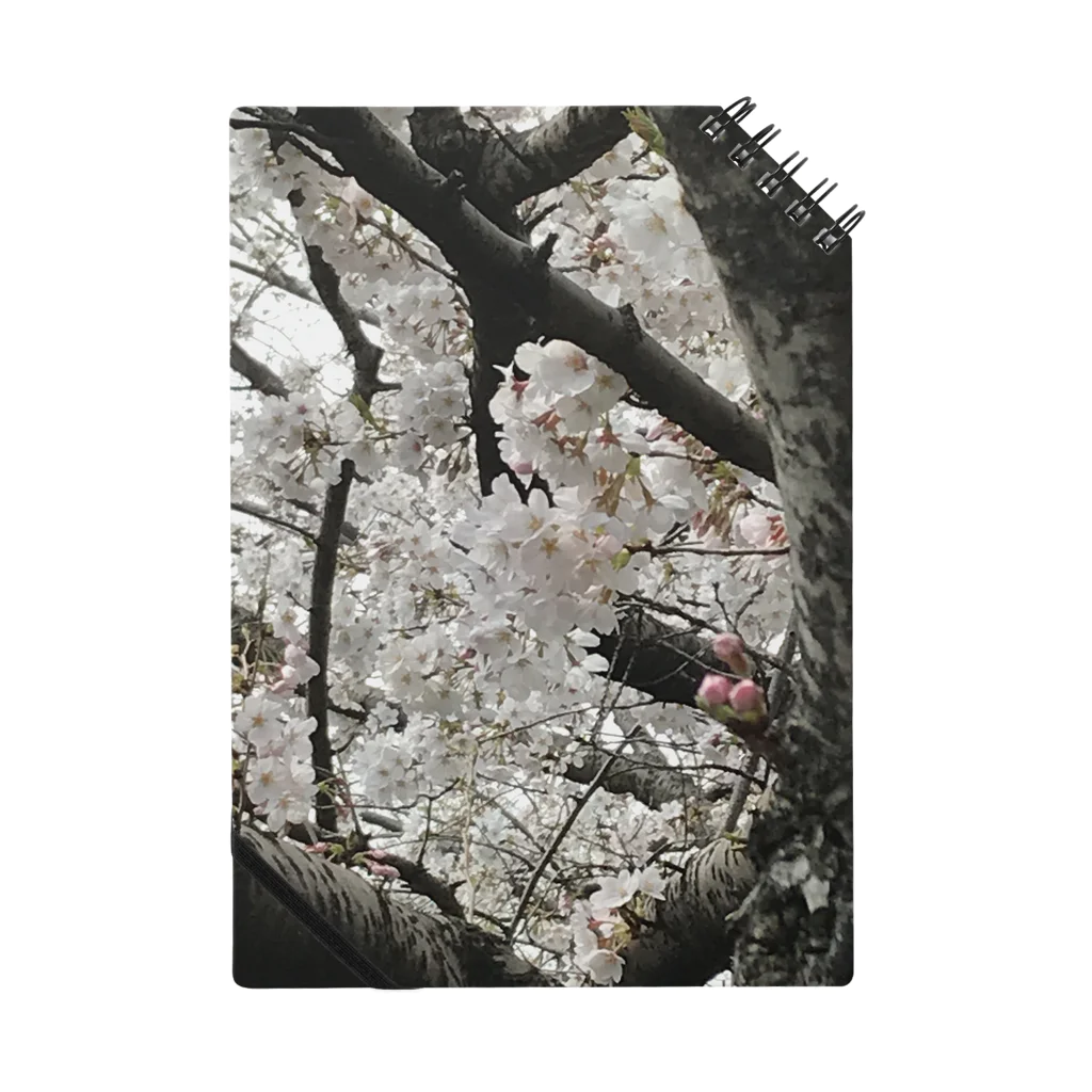 kanokokoの桜🌸 ノート