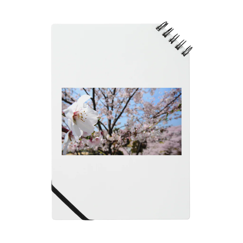 臥龍の桜3 ノート