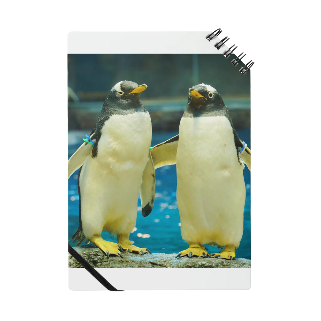 ペンギンの写真のジェンツーペンギン　写真　リアル　仲良し ノート