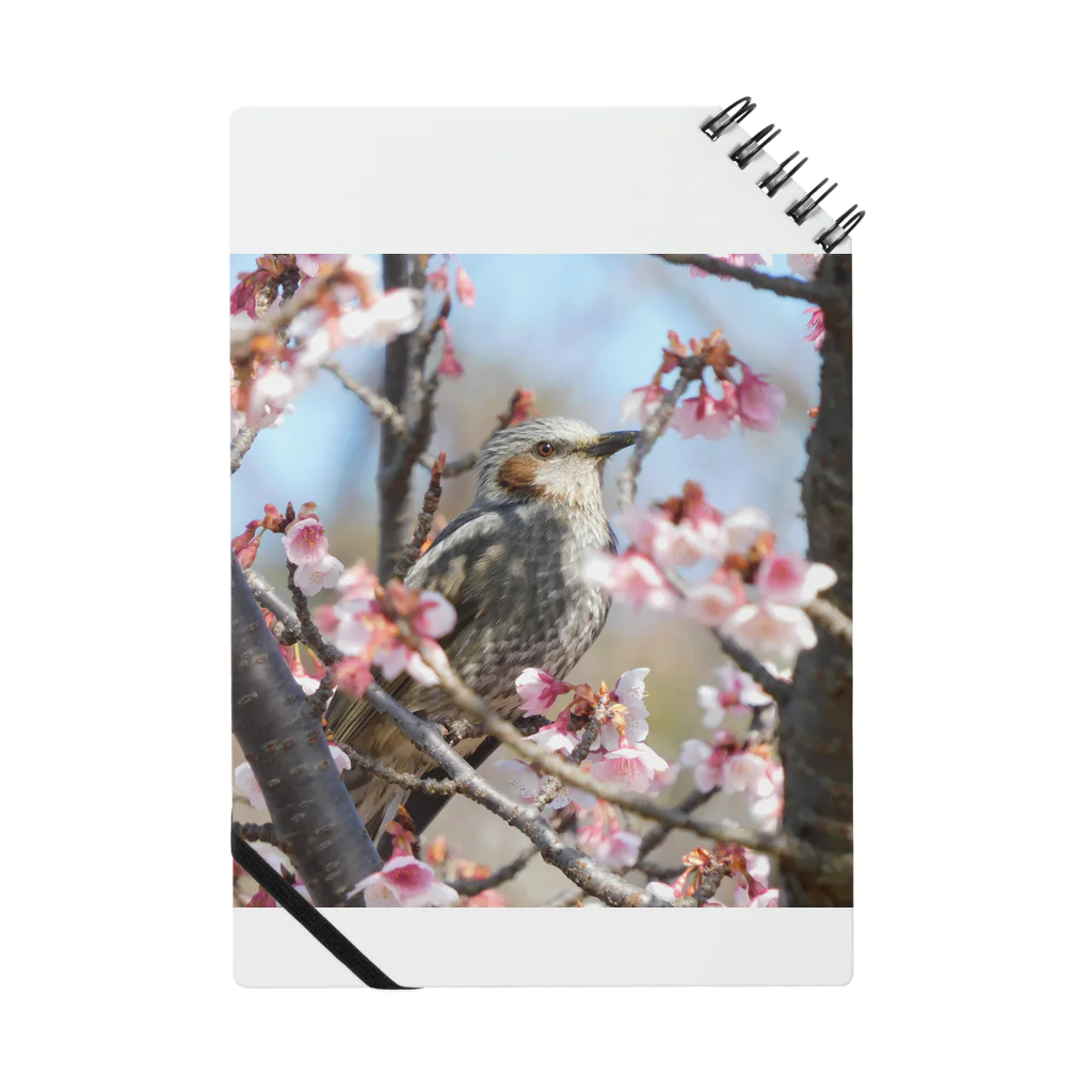 とりどり舎の桜とヒヨドリ Notebook