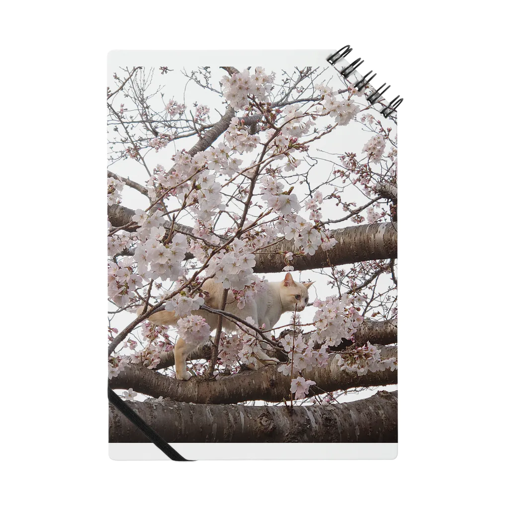 photo-foxの桜と猫 Notebook