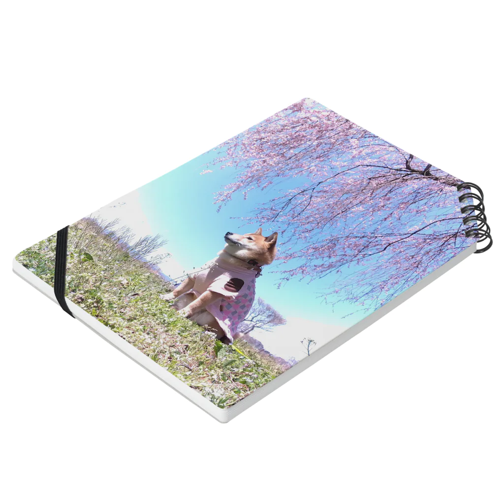 柴犬グッズ専門店 あられ堂の柴犬　桜シリーズ　満開の桜002 Notebook :placed flat