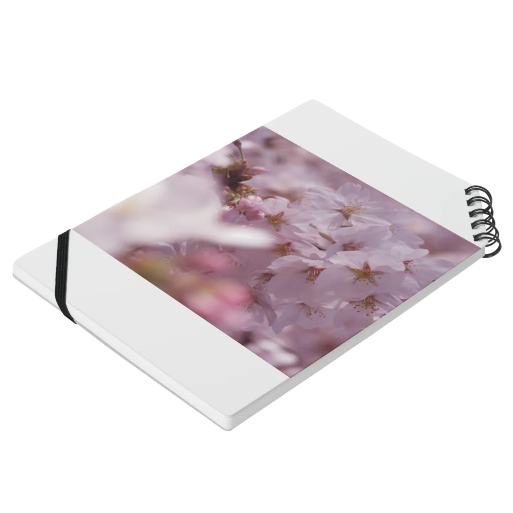 hiroki-naraの桜　サクラ　cherry blossom DATA_P_091 Notebook :placed flat