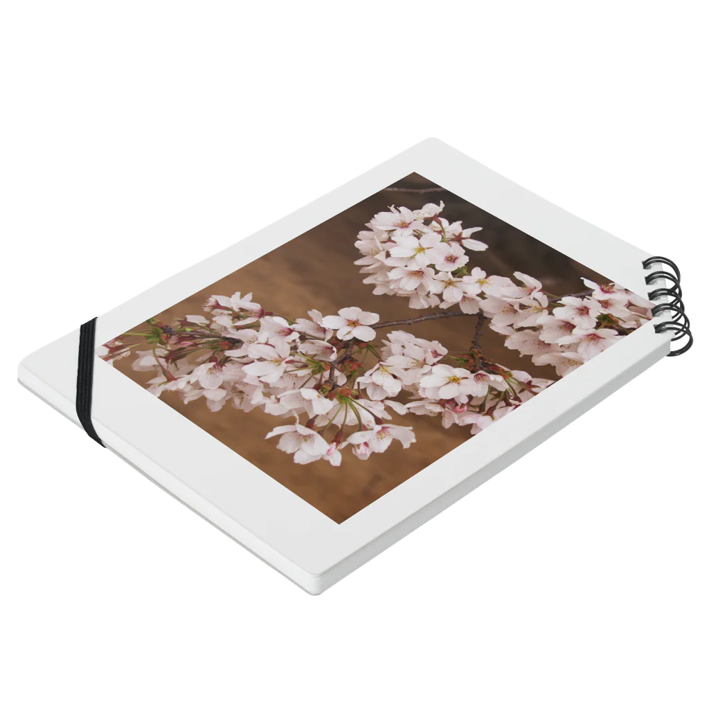 hiroki-naraの桜　サクラ　cherry blossom DATA_P_106 Notebook :placed flat