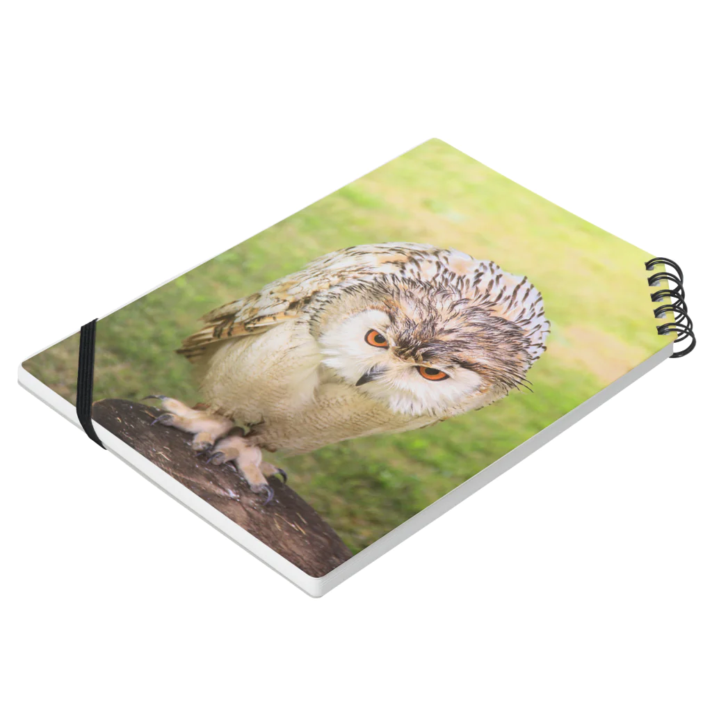 ともの猛禽類 フクロウ Notebook :placed flat