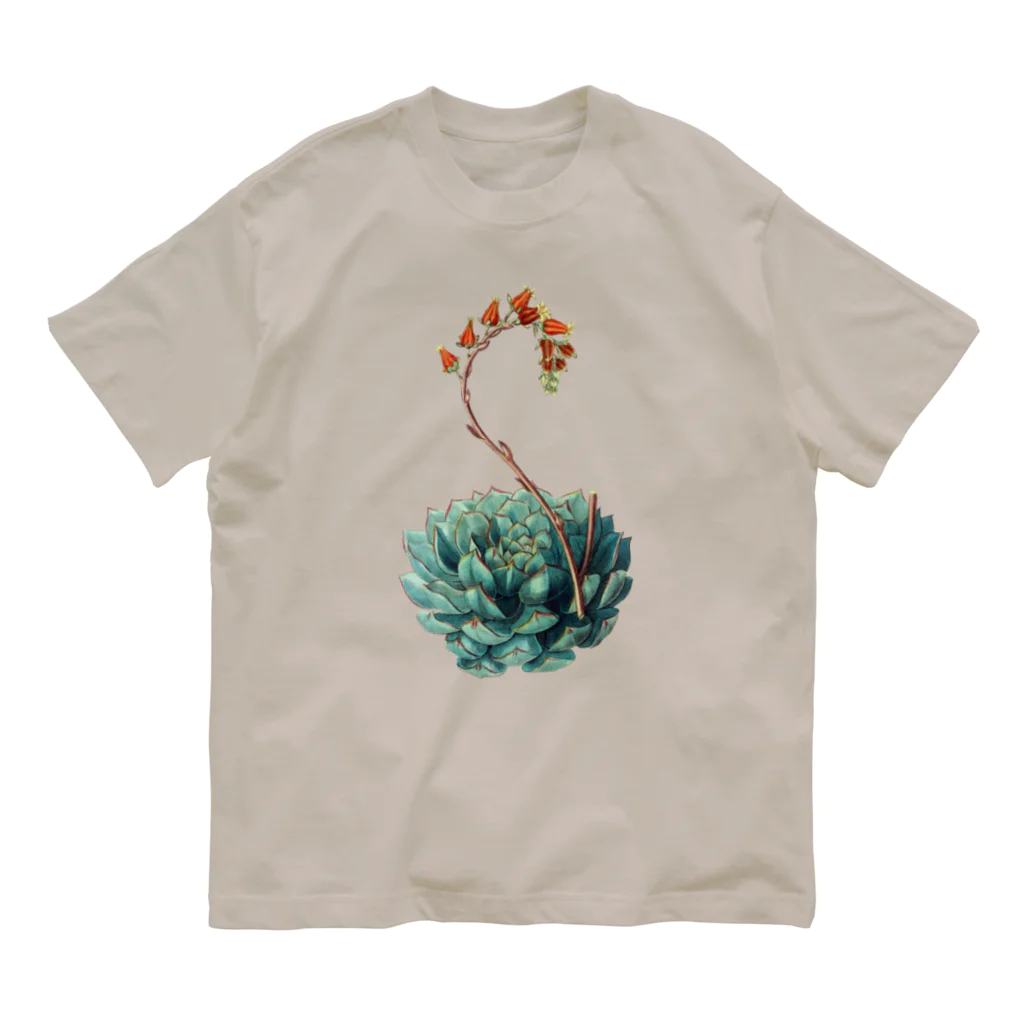 Nursery Rhymes  【アンティークデザインショップ】のエケベリア・セクンダ（文字無し版） Organic Cotton T-Shirt