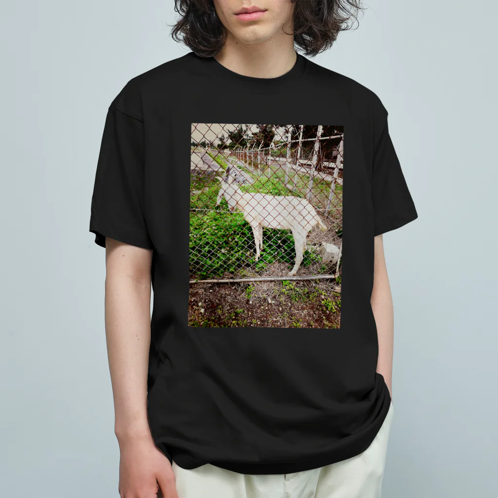美咲商店のヤギが見てくる Organic Cotton T-Shirt
