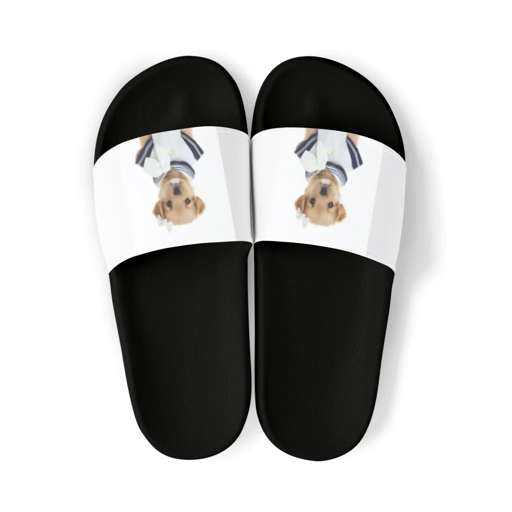 dogsandcatsのセーラーパピー Sandals